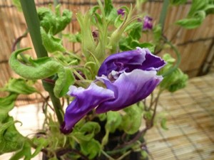 夏に開く江戸の華