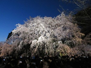 The Garden of Shidarezakura and Japanese Poems